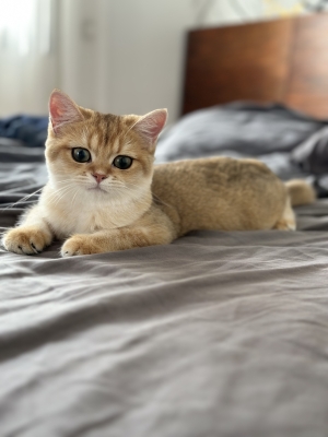 Femelle british shorthair ny12