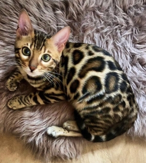 Bengal