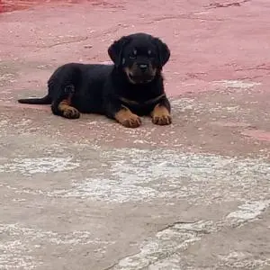 Rottweiler