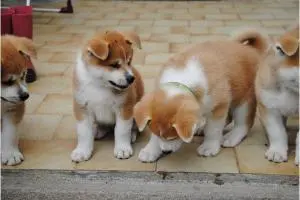 Akita chiots à vendre