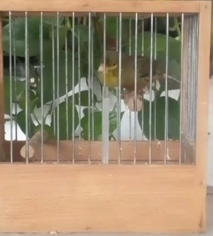 Mals et femelles cantor espagnol