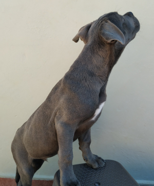 4 mois chiot cane corso