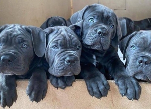 Canecorso