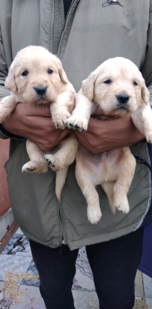 Golden retriever