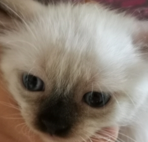 Chaton Siamois câlin à adopter