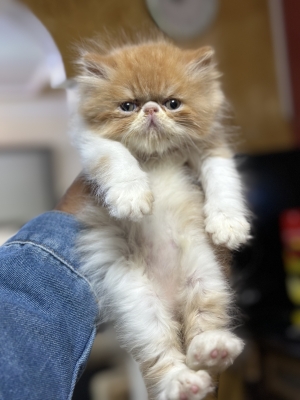 Chat persan