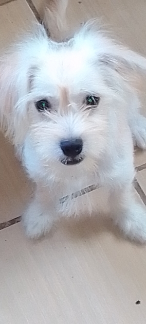 Chiot
