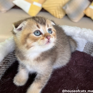 Scottish fold et straight