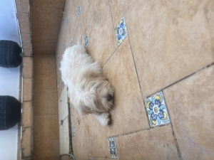 Caniche