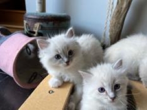 Chaton Ragdoll