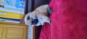 Spitz