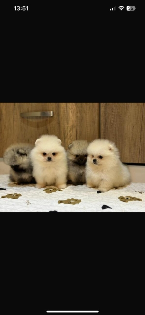 spitz nain loulou de pomeranie