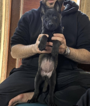 Chiot malinois charboni