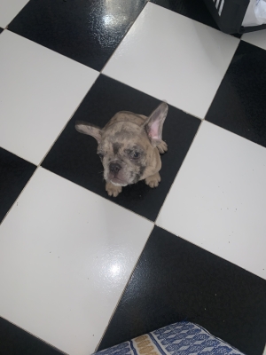 Bulldog exotic