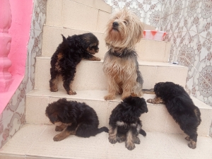 Chiot Yorkshire