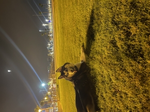 Husky sibérien , pure race avec des yeux bleus