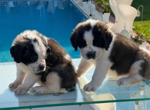 Saint Bernard