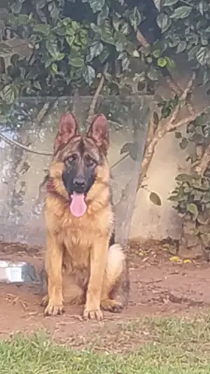 Vente chienne Berger Allemand avec pedigrée