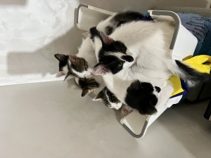 6 chatons pour adoption