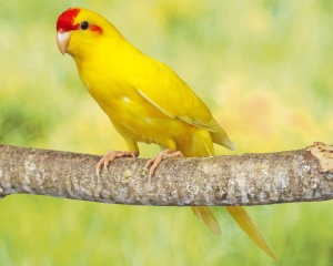 Kakariki jaune