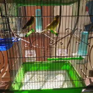 Canari Oiseau