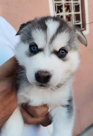 Chiots husky agadir marrakech essouira