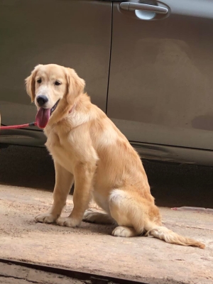 golden retriever