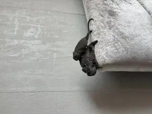 Caméléon