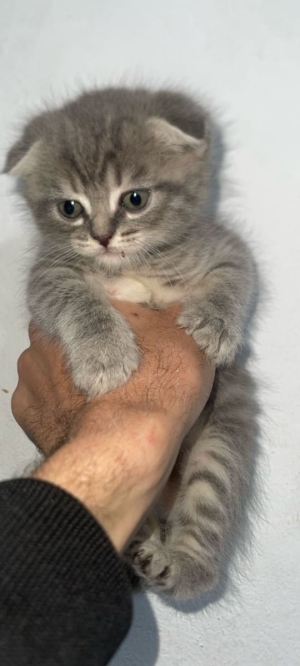 Scottish fold