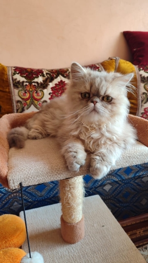 Chaton persan