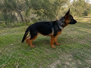 🐕 Berger Allemand Femelle avec Pedigree