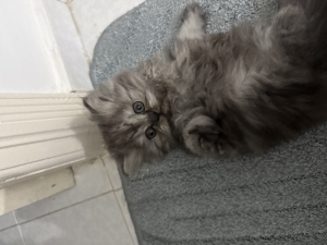 Himalayen persian
