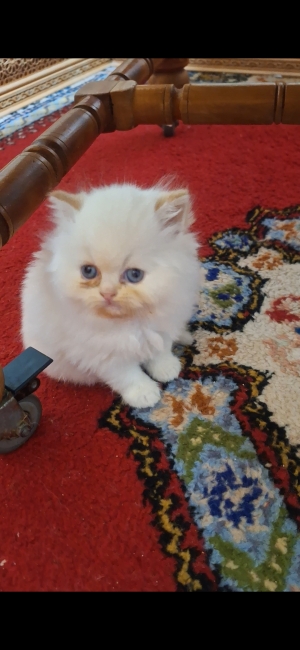 Chat persan himalaya