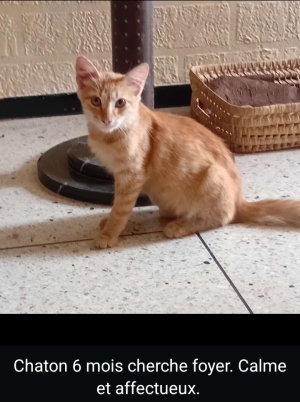 Chat mâle à donner