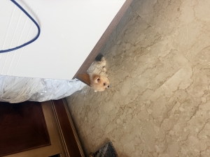 Spitz nain femelle