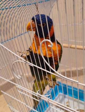 Beau Oiseau Lori