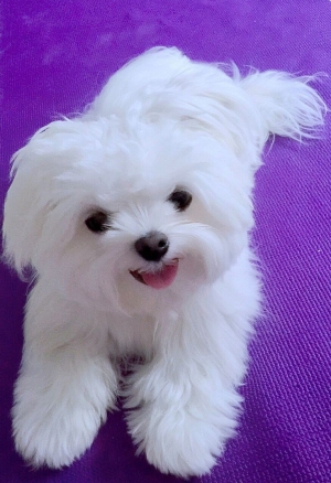 bichon maltais nain