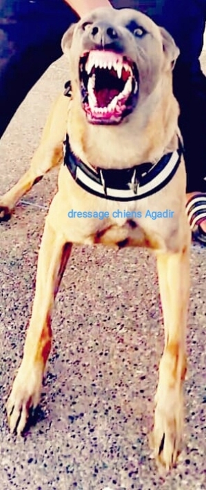 Dressage chiens