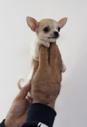 Disponibles magnifiques chiots chihuahua miniature