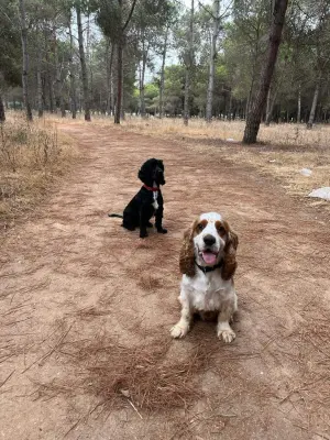 Cocker spaniel (Mâle et Femelle)