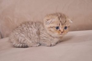 Chaton Scottish fold