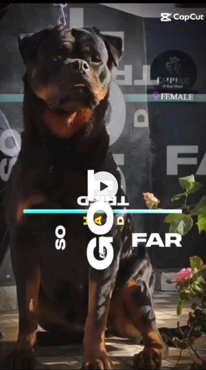 Chiots rottweiler pedegree (6 mois)