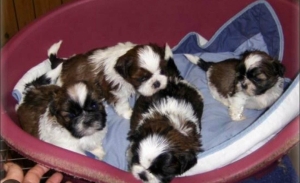 Shih tzu