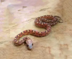 Serpent des blés Pantherophis Guttatus à vendre