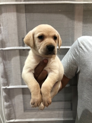 Labrador retriever