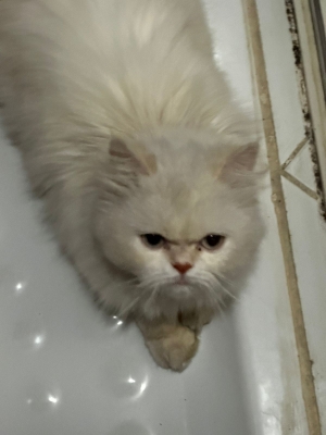 Chat Persan Male
