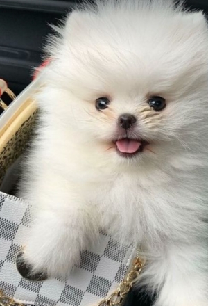 Spitz nain a vendre