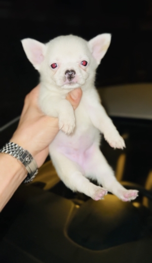 Chihuahua toy