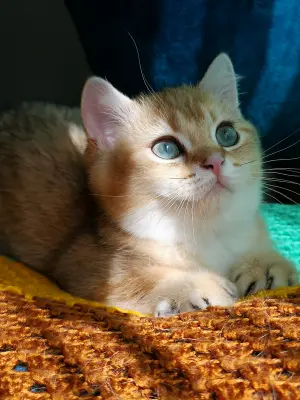 British shorthair Golden chinchilla