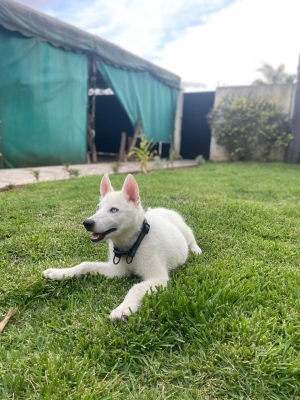 Husky 3,5mois